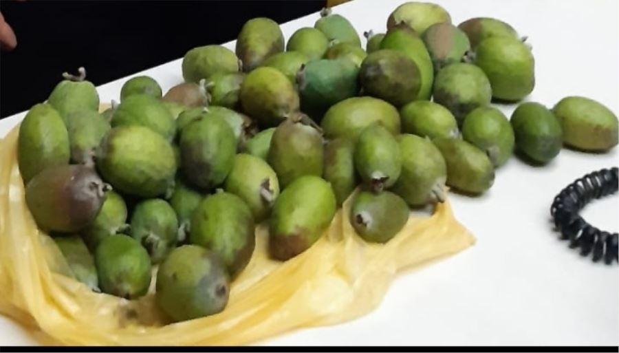 Bu meyve her derde deva