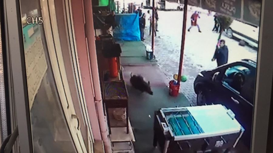 KURŞUNLU MAHALLESİNİ DOMUZLAR BASTI