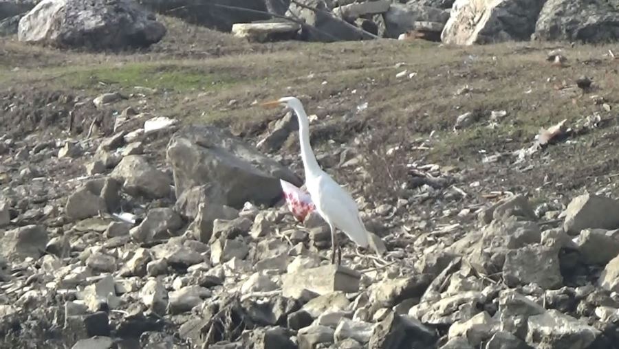 Gören Herkes Şaşırıyor