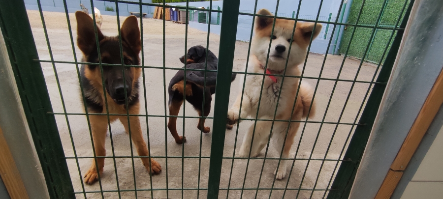 Köpek otellerinde yer kalmadı