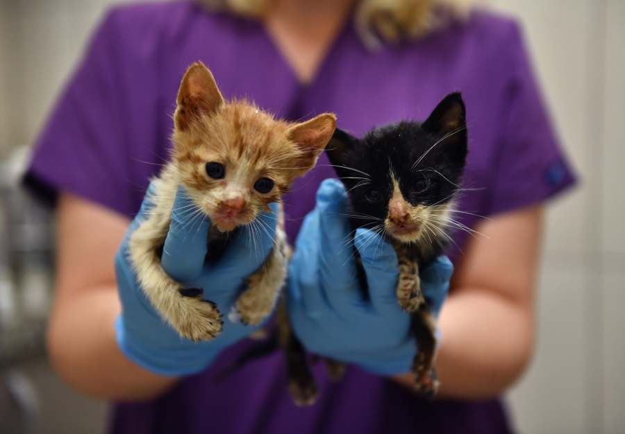 Zifte bulanmış kediler hayata döndürüldü