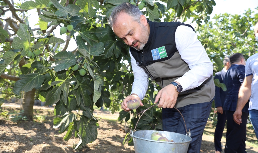 Başkan Aktaş incire sahip çıktı