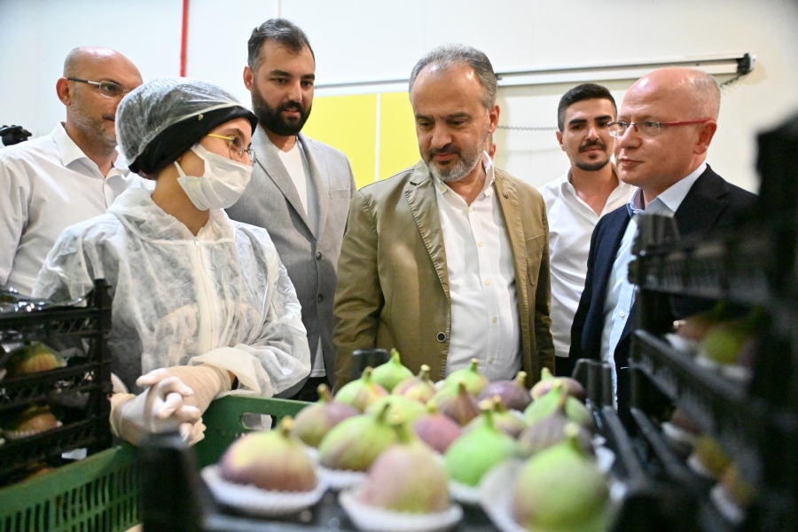 Büyükşehir Belediyesi siyah incire can suyu oldu