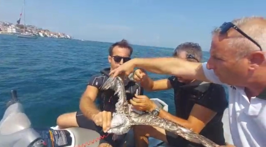 Martıyı deniz polisi kurtardı