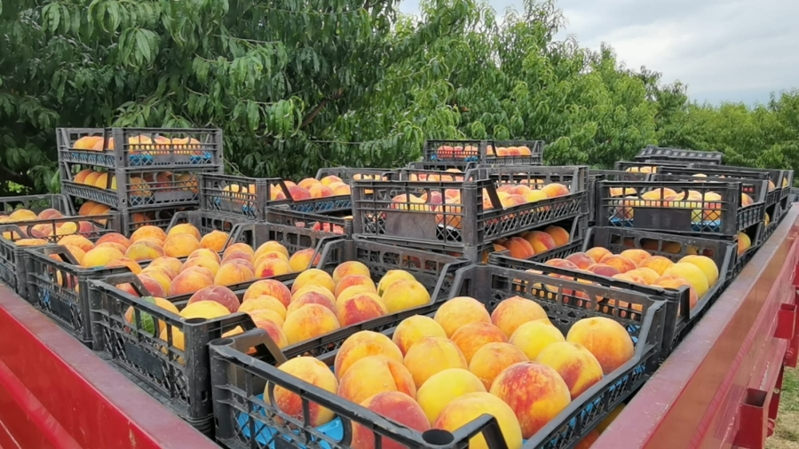 Şeftalinin suyu çıktı!