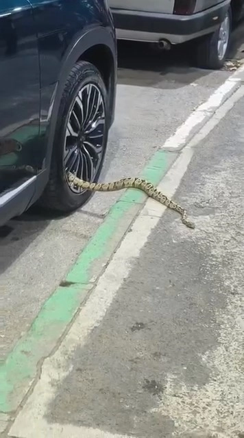 Bursa’da otomobilin jantından yılan çıktı

