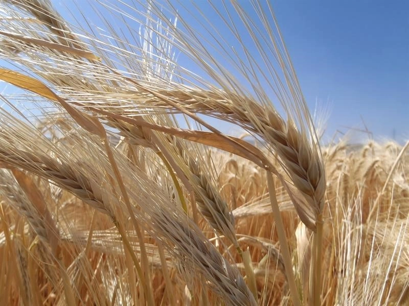 Kuraklık arpa ekimini artırdı
