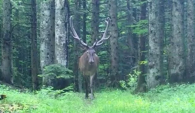 Bursa’nın dağlarında kızıl geyik, fotokapana takıldı

