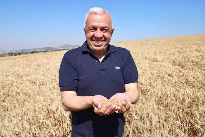 Nilüfer’de buğday hasadı başladı
