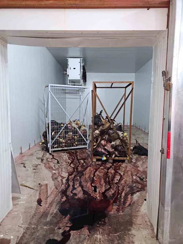 Gemlik’te sağlıksız şartlarda istiflenmiş çok sayıda hayvan kafası bulundu
