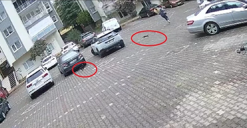 Yavru kediler, önlerine kattıkları kadını evine kadar kovaladı
