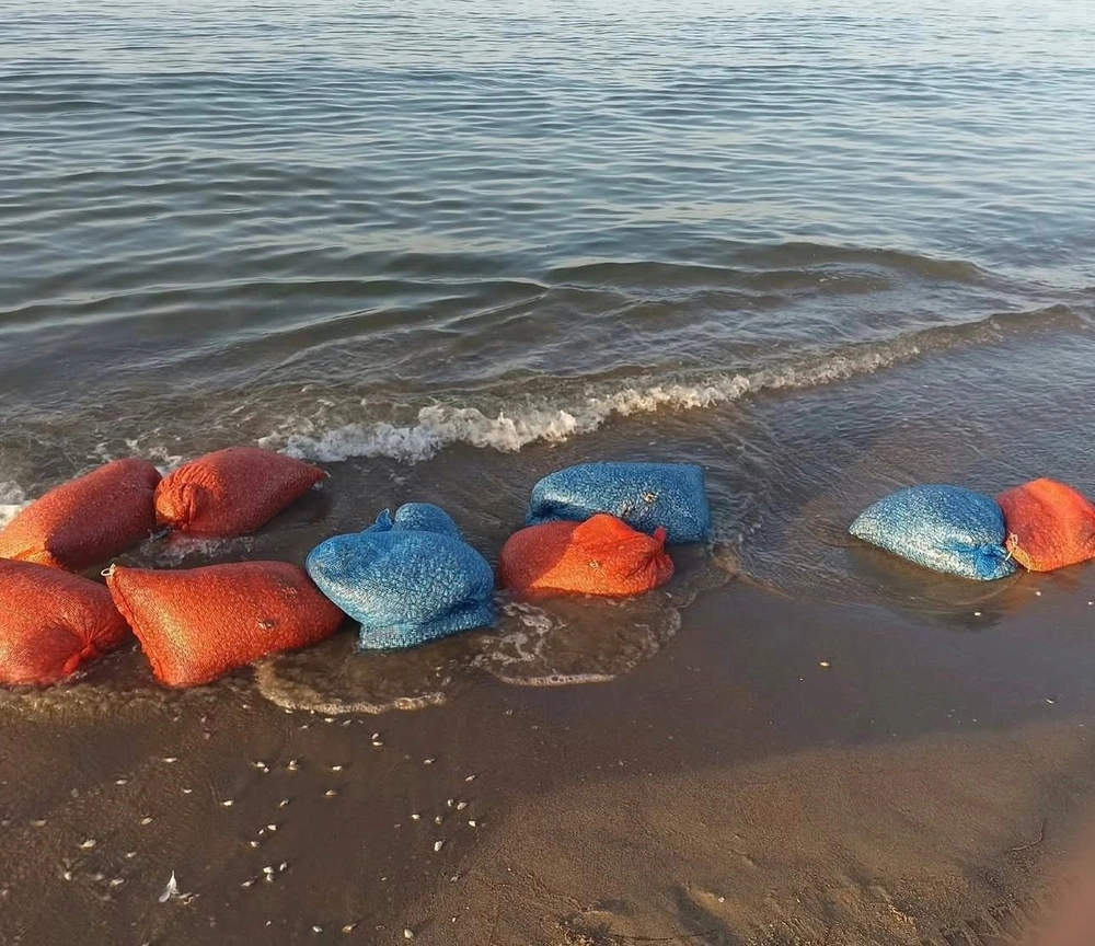 Mudanya'da Yasa Dışı Kum Şırlanı Avcılığına Karşı Operasyon