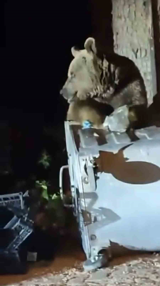 Uludağ’da aç kalan ayı yemek aradı

