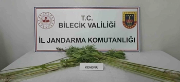 Bilecik’te tarlada kenevir bitkisi ele geçirildi