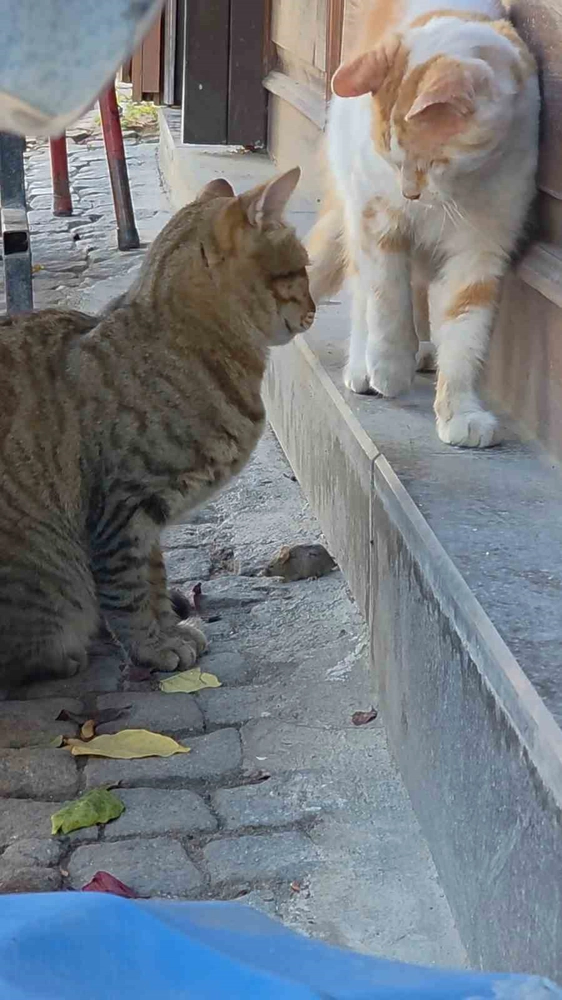 Bir kedi, fareyi diğer kediden korudu
