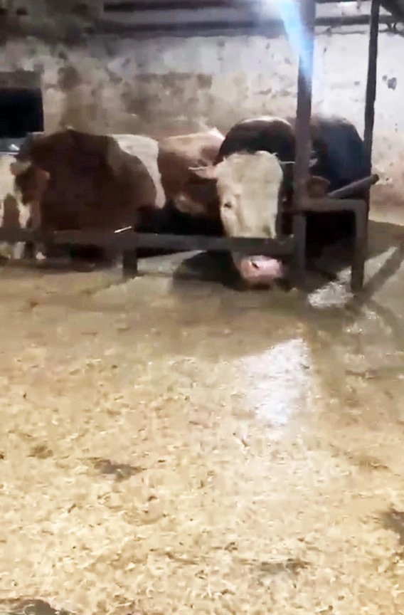 Sular altında kalan ahırdaki hayvanların bekleyişi kamerada
