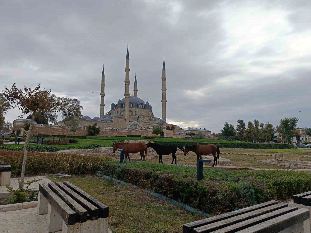 Edirne’de Selimiye Meydanı’nda başıboş atlar görenleri şaşırttı
