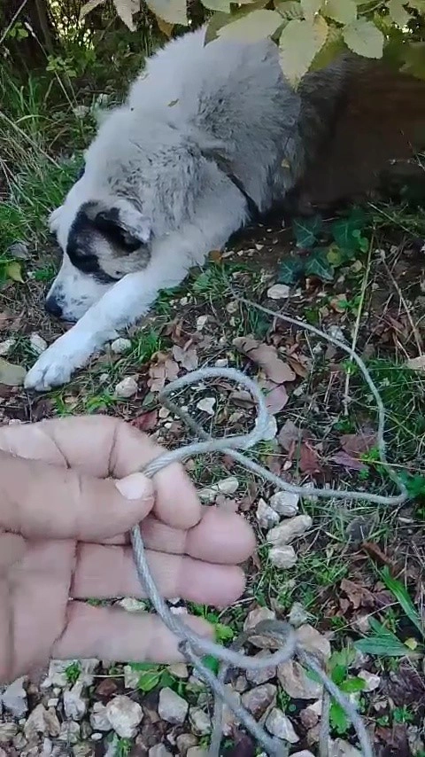 Ormanda tuzağa yakalanan köpeği arama kurtarma ekipleri kurtardı
