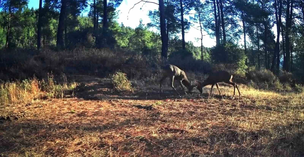Ganos Dağları’nda nefes kesen mücadele: İki karaca boynuz boynuza
