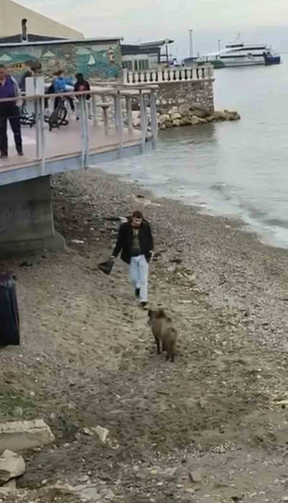 Bursa’da aç kalan domuz Mudanya sahiline indi
