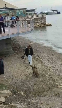 Bursa’da aç kalan domuz Mudanya sahiline indi