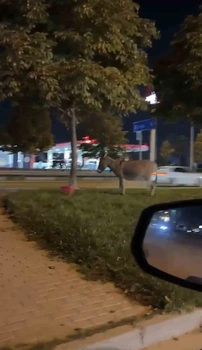 Bursa'da Ağaca Bağlı Eşek Çevredeki Vatandaşların Dikkatini Çekti