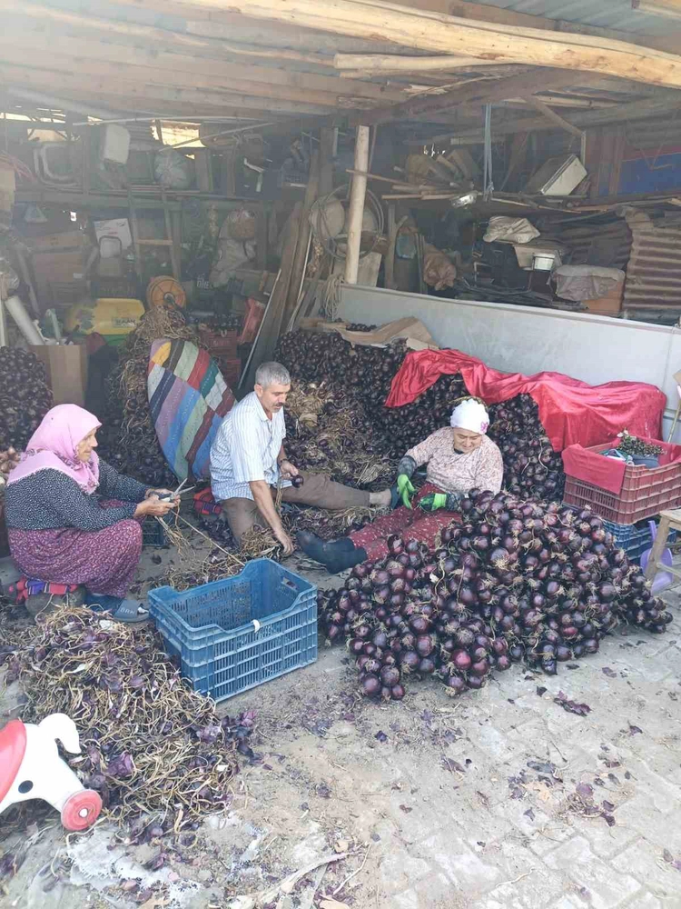 Coğrafi işaretli Kapıdağ mor soğanında hasat tamamlandı
