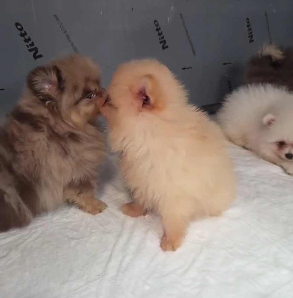 Kapıkule’de kaçak yollarla yurda sokulmak istenen 5 yavru köpek ele geçirildi
