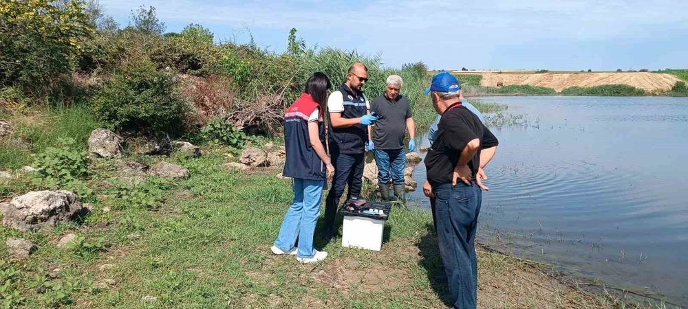 Edirne’de toplu balık ölümlerinin yaşandığı göletten numune alındı
