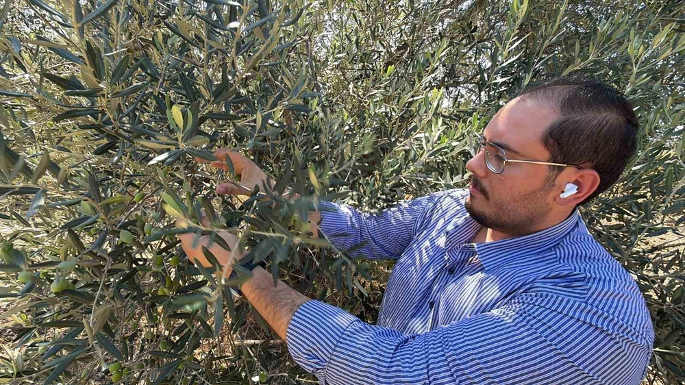 ABD'nin Gümrük Vergisi Kararı Zeytinyağı Sektörünü Vurdu
