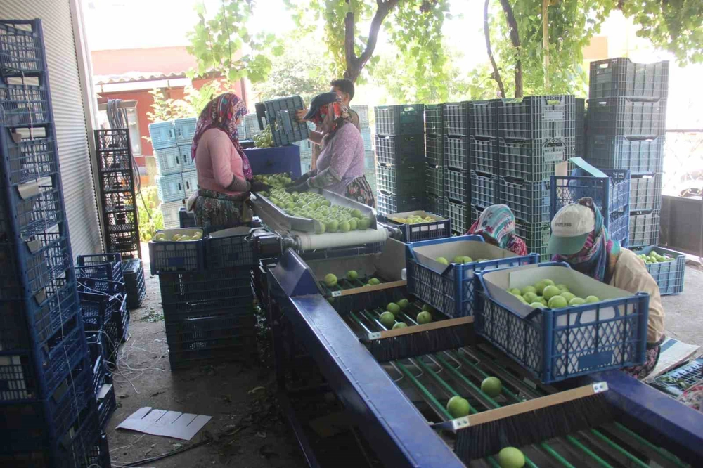 Bayramiç Beyazı'nda Bu Yıl 10 Bin Ton Üretim Bekleniyor