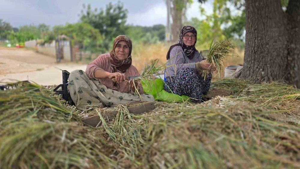 Bandırma'da Pırasa Üretiminde Yeniden Dikim Çalışmaları Sürüyor
