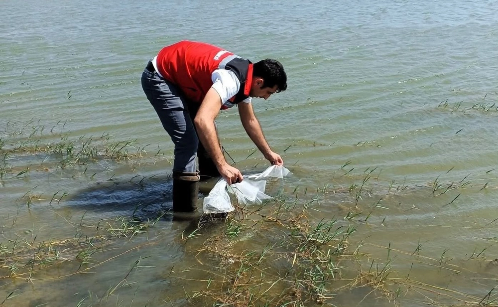 Tekirdağ'da Göletlere 150 Bin Balık Bırakıldı