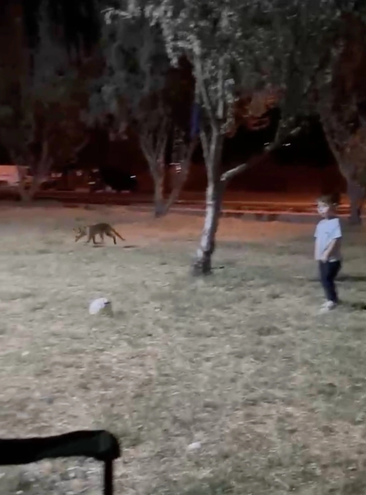 Çanakkale'de Tilki Minik Çocuğun Topunu Kaptı