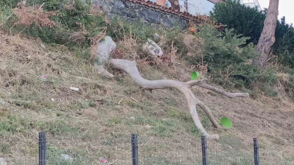 Tekirdağ'da Poyraz Ağaçları Devirdi