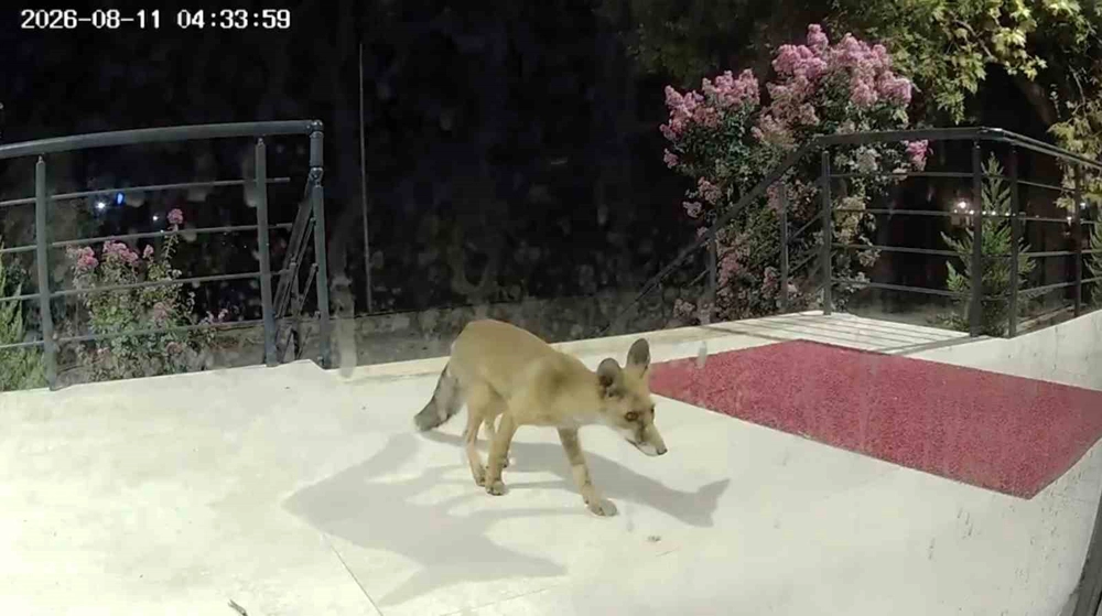 ÇOMÜ Öğrenci Destek Merkezi'ne Gece Gelen Tilki Kameraya Yakalandı