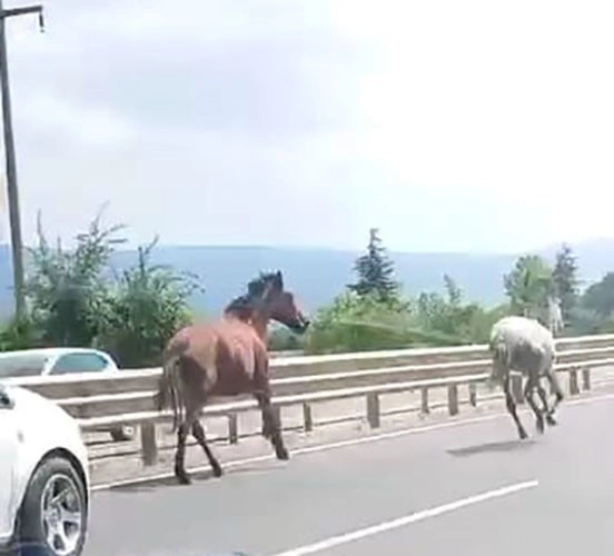 Başıboş Atlar Trafikte Araçlarla Yarıştı Tehlikeli Anlar Kamerada