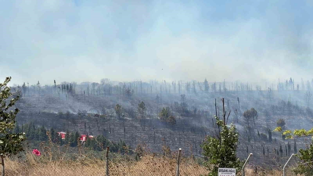 Gebze'de Orman Yangını: Ekipler Seferber Oldu