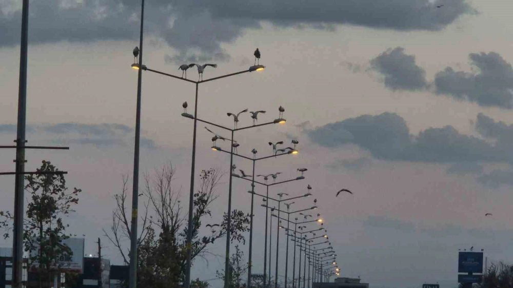 Çorlu Girişinde Leylekler Direkleri ve Ağaçları Doldurdu
