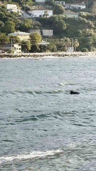 Bursa'da Yunusun Görsel Şöleni Kamerada