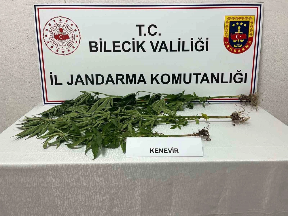 Bilecik'te Kovalarda Kenevir Yetiştiren Şahıs Tespit Edildi