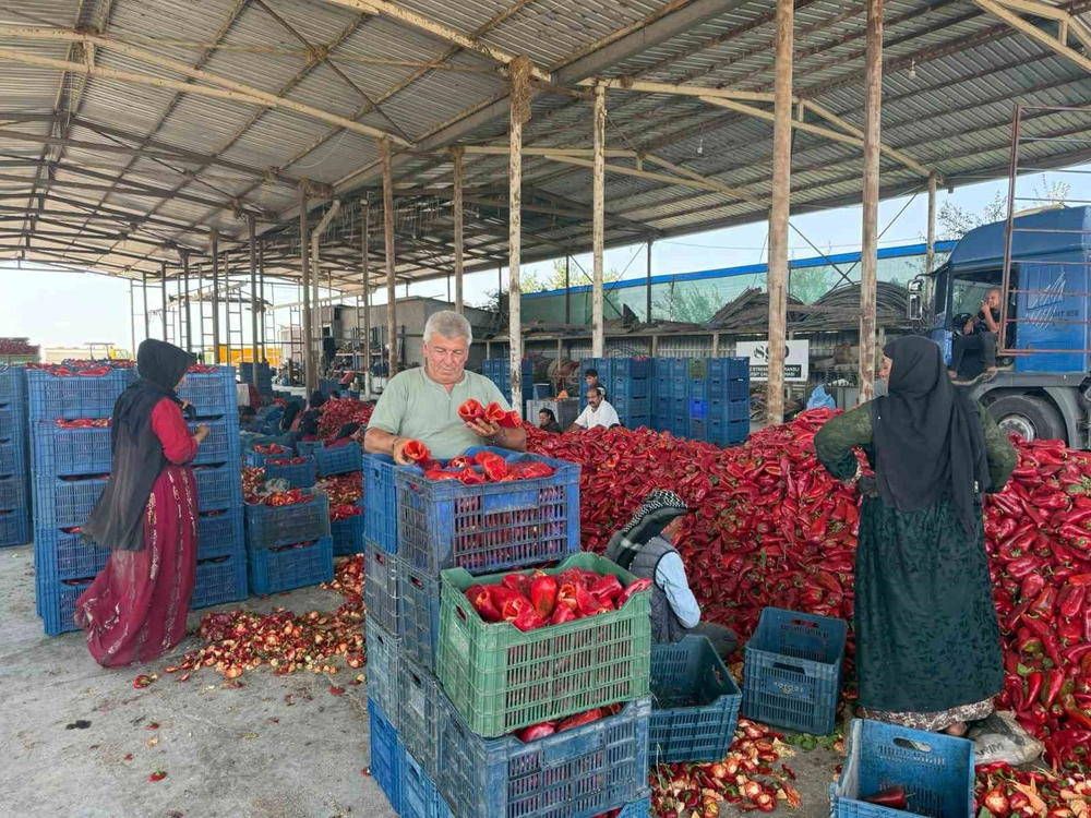 Karacabey'de Kapya Biber Üreticileri Fabrikaların Fiyat Oyunuyla Zarar Etti
