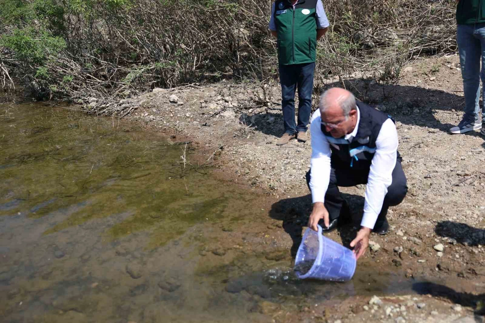 Atikhisar Barajı'na 348 Bin Sazan Yavrusu Bırakıldı