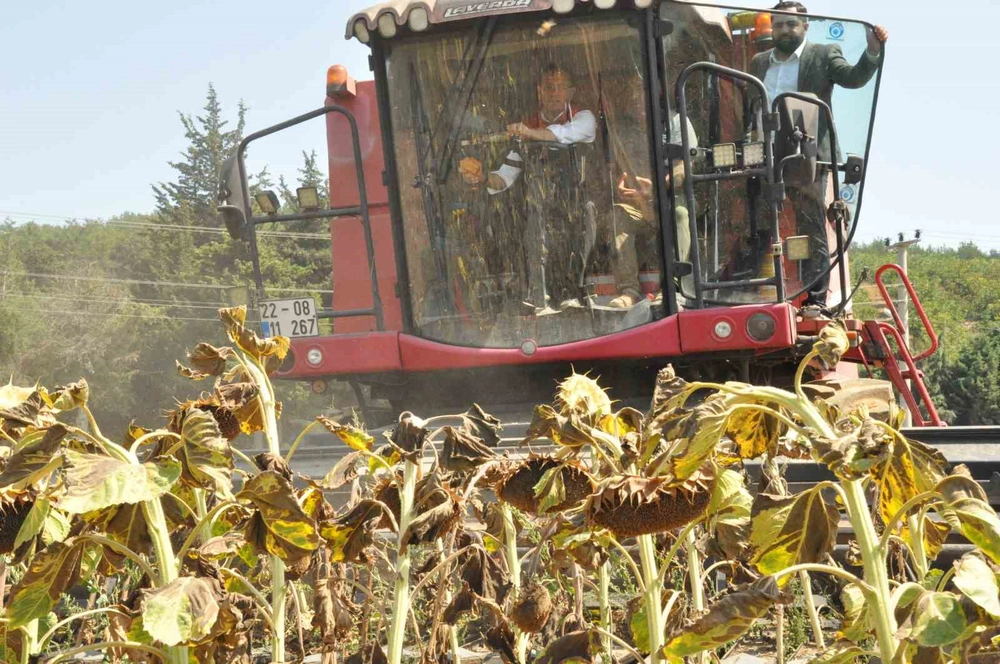 Tarım Bakan Yardımcısı Gizligider Edirne'de Ayçiçeği Hasadına Katıldı