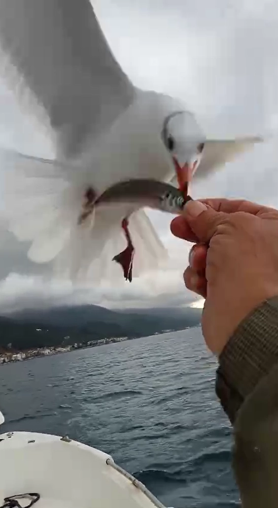 Esenköy'de Balıkçı ile Martılar Arasındaki Dostluk Kamerada