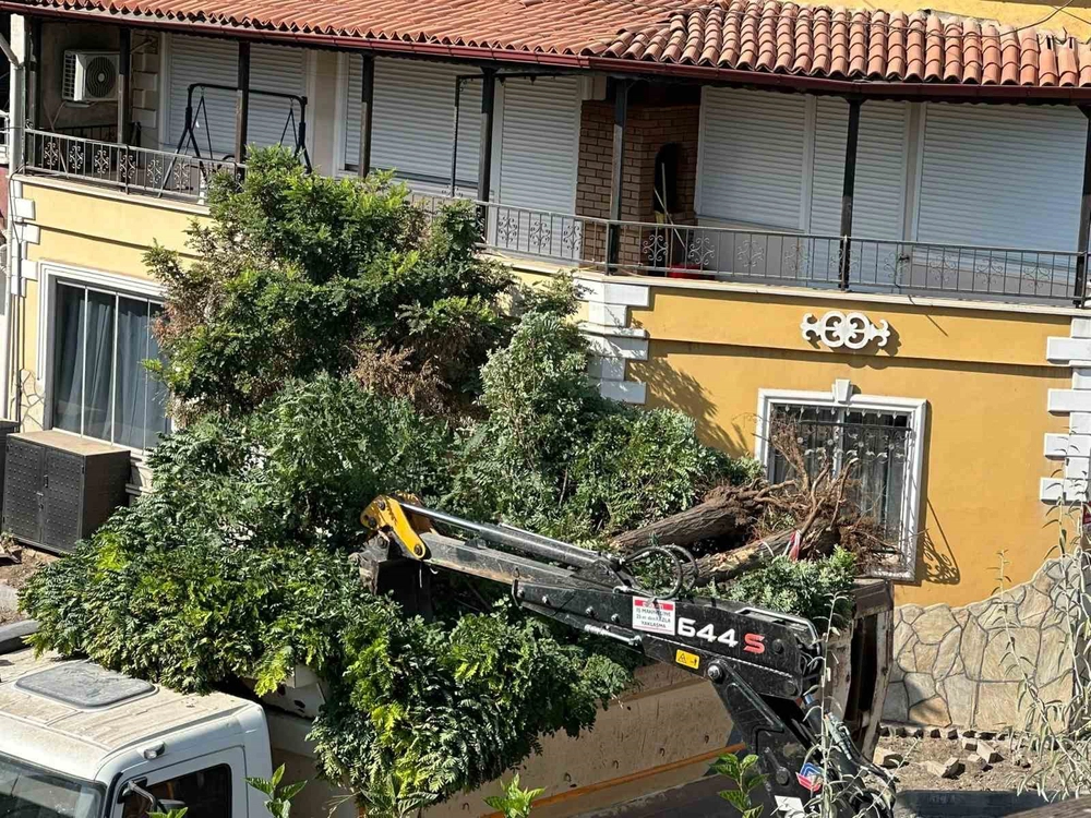 Sındırgı'da Yol Çalışması Sırasında Akasya Ağaçları Kepçeyle Söküldü