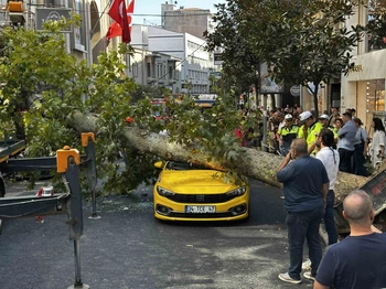 Şişli'de Çınar Ağacı Araçların Üzerine Devrildi