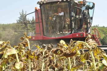 Tarım Bakan Yardımcısı Gizligider Edirne'de Ayçiçeği Hasadına Katıldı