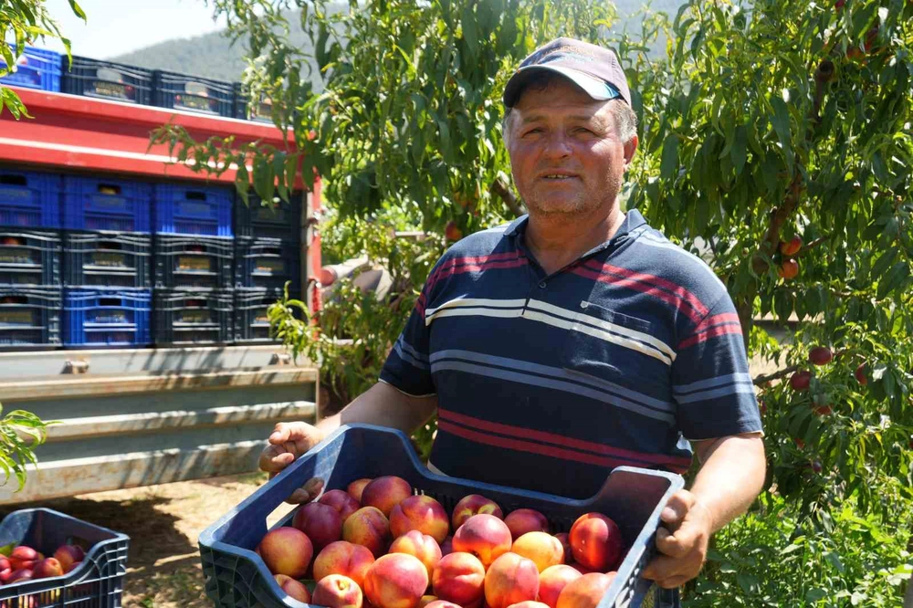 Bilecik'te Meyve Suyu Fabrikaları Üreticiden 5 Liraya Ürün Alıyor