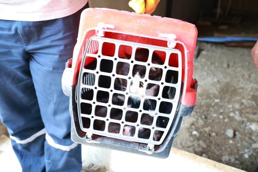 Osmangazi'de Kaçak Yapı Yıkımında Kedi Ailesi Kurtarıldı